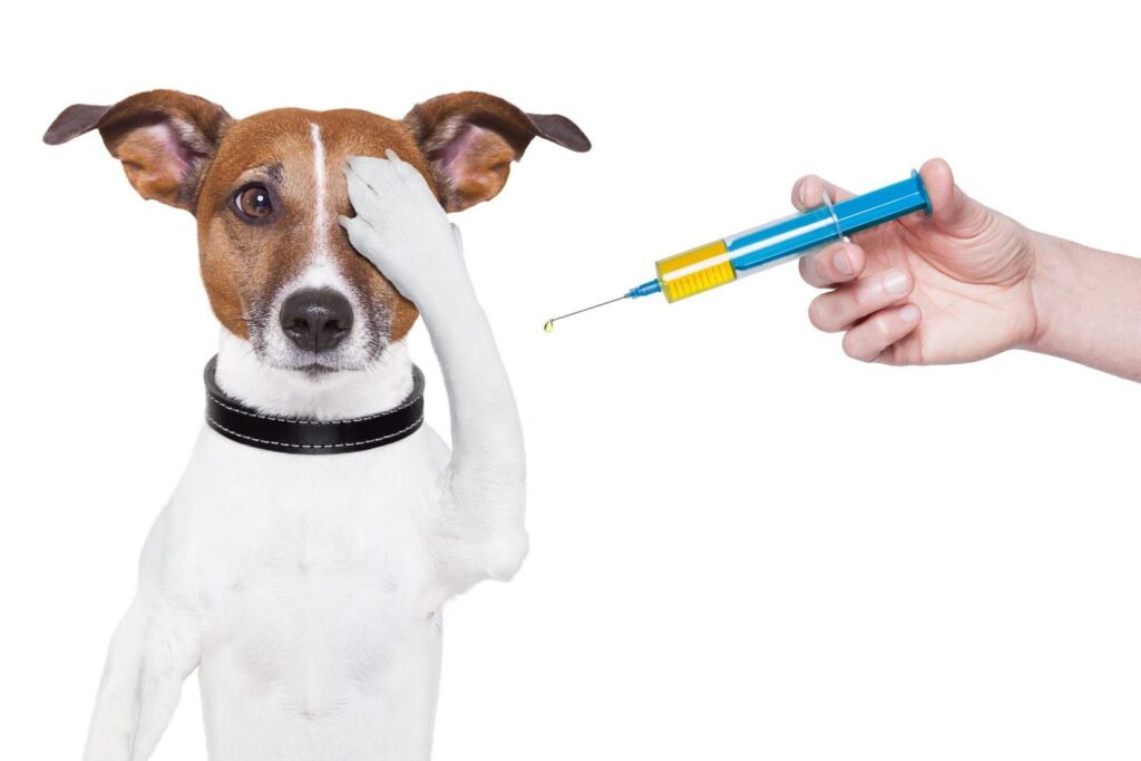 Вакцинация животных в Новосибирске - Доктор Вет